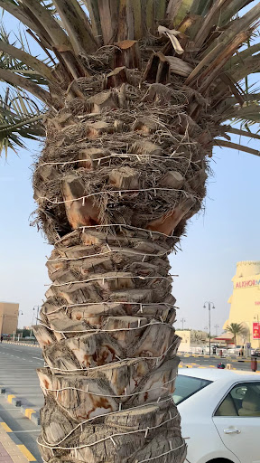 Fikry Alip Darmansyah